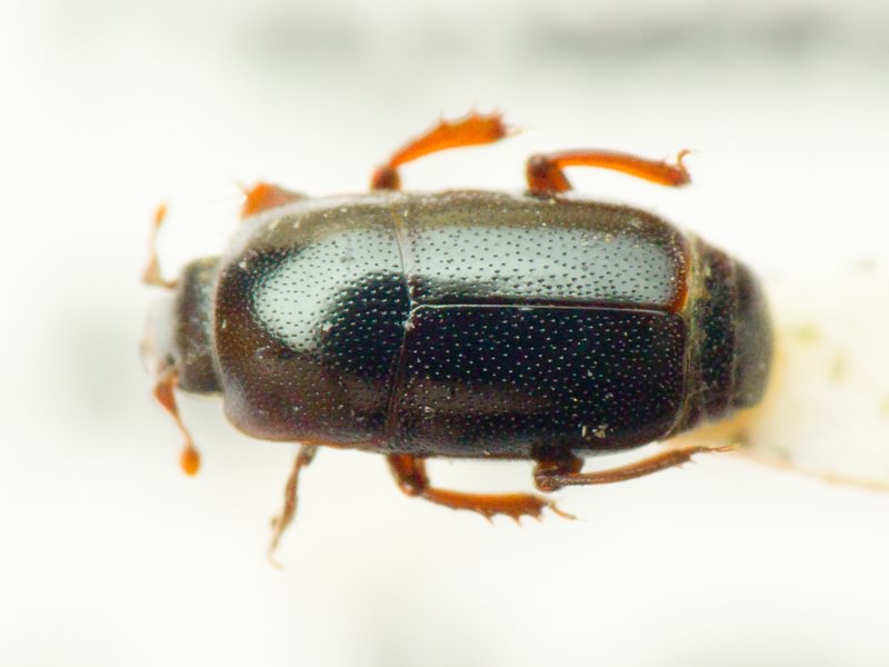 Paromalus parallelepipedus (Herbst, 1792)